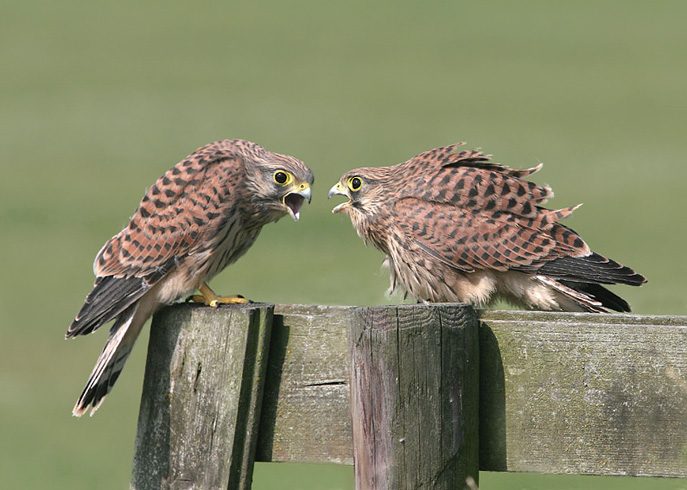 jonge torenvalken aan het bekvechten.jpg